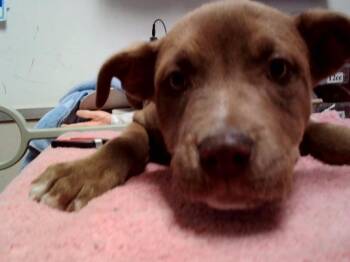 Pit Bull Terrier Dogs Available for Adoption in Martinez, California - GLADYS | PetCurious
