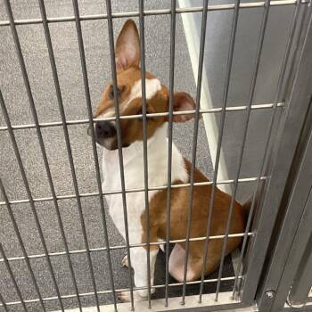Ella -  Terrier Dog for Adoption in Montgomery, Alabama - Ella | PetCurious