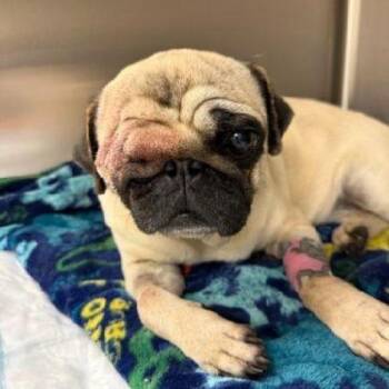 Rescue Pug Dogs for Adoption in Alvin, Texas - Victoria | PetCurious