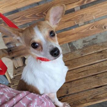 Breeze -  Chihuahua Dog for Adoption in Chico, California - Breeze | PetCurious