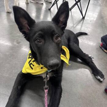 Mixed Breed Dogs Available for Adoption in Buffalo, Minnesota - Broccoli | PetCurious