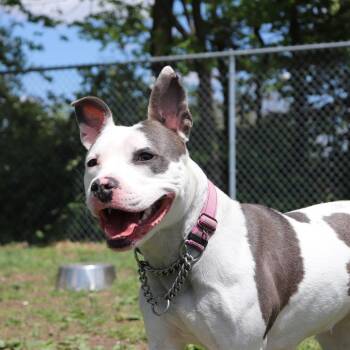 Pit Bull Terrier Dogs Available for Adoption - Petal | PetCurious