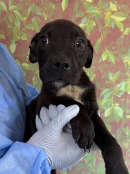 Pomelo -  Labrador Retriever and Mixed Breed Dog for Adoption in San Antonio, Texas - Pomelo | PetCurious