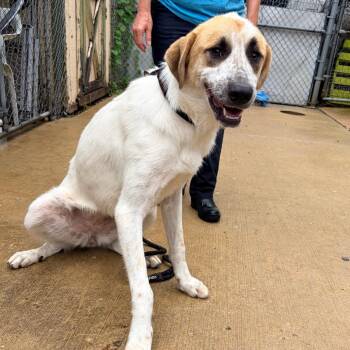 Charlotte -  Anatolian Shepherd and Mixed Breed Dog for Adoption in Belleville, Illinois - Charlotte | PetCurious