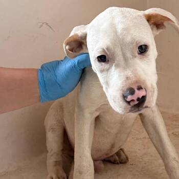 Ernie -  Pit Bull Terrier Dog for Adoption in Birmingham, Alabama - Ernie | PetCurious