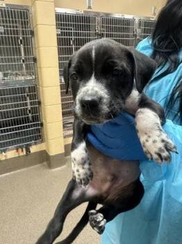 Mixed Breed Dogs Available for Adoption in Wichita, Kansas - Ganon | PetCurious