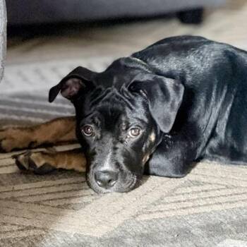 Officer Dewey -  Rottweiler and Terrier Dog for Adoption in Des Moines, Iowa - Officer Dewey | PetCurious