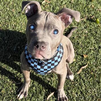 Pit Bull Terrier Dogs Available for Adoption - Tangle | PetCurious