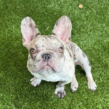 Chip -  French Bulldog and Mixed Breed Dog for Adoption in Pearland, Texas - Chip | PetCurious