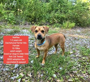 Dachshund Dogs Available for Adoption in Oviedo, Florida - Waffles | PetCurious