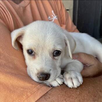 Rose -  German Shepherd Dog Dog for Adoption in Myrtle Beach, South Carolina - Rose | PetCurious