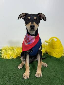 German Pinscher and Labrador Retriever Dogs Available for Adoption in Carlsbad, California - Midnight | PetCurious