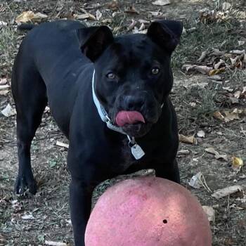 Rescue Mixed Breed Dogs for Adoption in Chattanooga, Tennessee - Badger | PetCurious