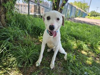 Rescue Shepherd Dogs for Adoption in Jersey City, New Jersey - Horchata | PetCurious