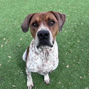English Pointer Dogs Available for Adoption in Loxahatchee Groves, Florida - Rocco 1269 | PetCurious