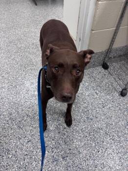 Sugar -  Pit Bull Terrier Dog for Adoption in Burgaw, North Carolina - Sugar | PetCurious