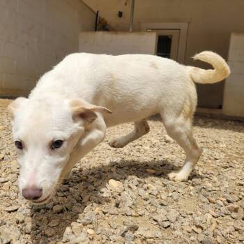 Jasper 9983 -  Mixed Breed Dog for Adoption in Loxahatchee Groves, Florida - Jasper 9983 | PetCurious