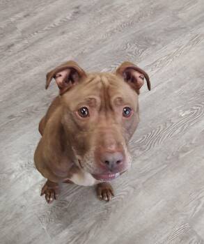 Fudge -  Boxer Dog for Adoption in Newburgh, New York - Fudge | PetCurious