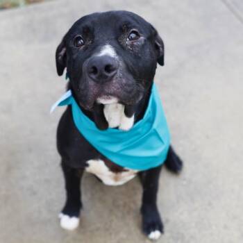 RUNT -  American Staffordshire Terrier Dog for Adoption in San Antonio, Texas - RUNT | PetCurious