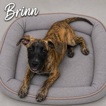 Brinn -  Terrier Dog for Adoption in Momence, Illinois - Brinn | PetCurious