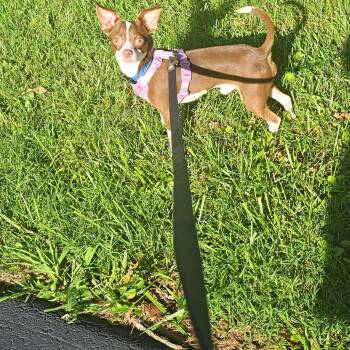 Kelo -  Chihuahua Dog for Adoption - Kelo | PetCurious