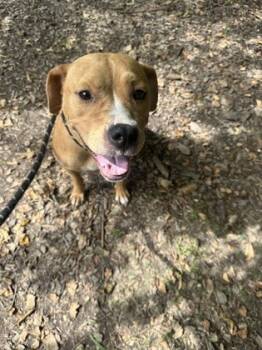 Rescue Mixed Breed Dogs for Adoption in Chamblee, Georgia - Beauty-IN FOSTER | PetCurious