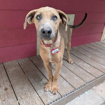 Sallen -  Retriever Dog for Adoption in Wake Forest, North Carolina - Sallen | PetCurious