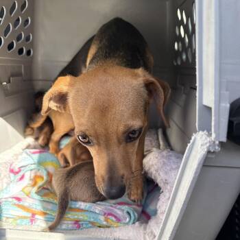 Chihuahua and Mixed Breed Dogs Available for Adoption in Sacramento, California - Olive (*) | PetCurious