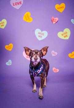 Chihuahua Dogs Available for Adoption - Candy | PetCurious