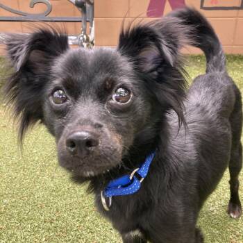 Loon -  Chihuahua and Mixed Breed Dog for Adoption in Providence, Rhode Island - Loon | PetCurious
