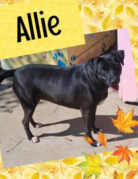 Rescue Labrador Retriever and Hound Dogs for Adoption in Ringwood, New Jersey - Allie | PetCurious