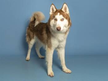 ACE -  Husky Dog for Adoption in Phoenix, Arizona - ACE | PetCurious
