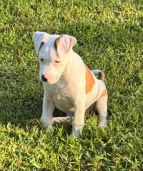 Lucille -  Pit Bull Terrier Dog for Adoption in Meridian, Mississippi - Lucille | PetCurious