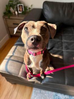 Mama Athena -  Pit Bull Terrier and American Staffordshire Terrier Dog for Adoption in Duluth, Minnesota - Mama Athena | PetCurious