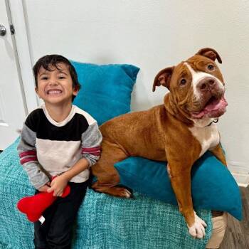 Guppy Delivers Giggles -  American Bulldog and Pit Bull Terrier Dog for Adoption in Friendswood, Texas - Guppy Delivers Giggles | PetCurious