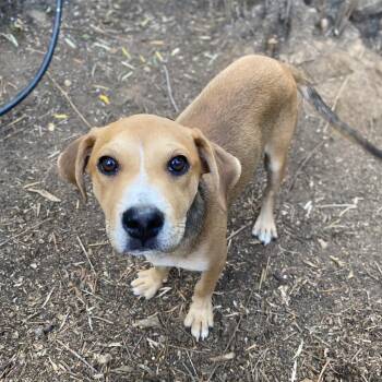 Venus -  Boxer and Terrier Dog for Adoption in Escondido, California - Venus | PetCurious