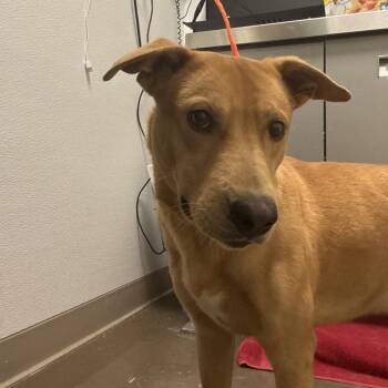 Labrador Retriever Dogs Available for Adoption in Tulsa, Oklahoma - Jake | PetCurious