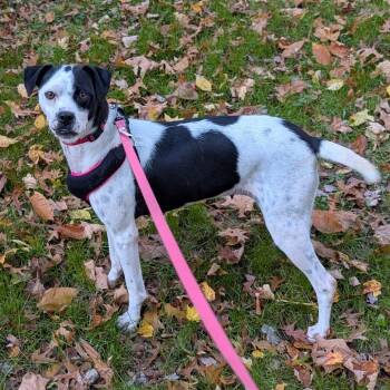 Rescue Mixed Breed Dogs for Adoption in Walden, New York - Valentina | PetCurious