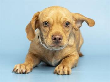 JR -  English Bulldog and Pit Bull Terrier Dog for Adoption in Phoenix, Arizona - JR | PetCurious