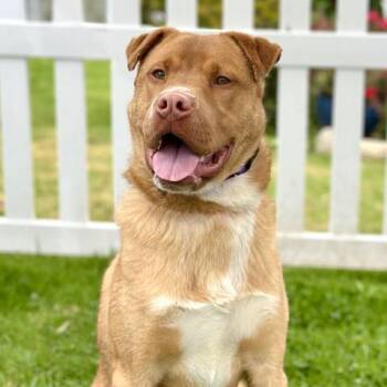 FIRO -  Shar Pei and Mixed Breed Dog for Adoption in Camarillo, California - FIRO | PetCurious