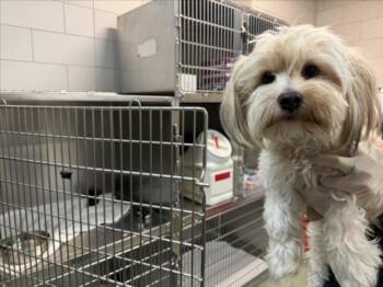 BABY BOY -  Mixed Breed Dog for Adoption in Santa Fe, New Mexico - BABY BOY | PetCurious