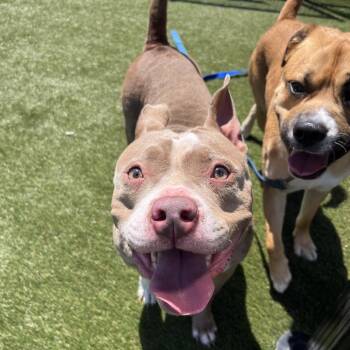 Mama Cakes -  Mixed Breed Dog for Adoption in Philadelphia, Pennsylvania - Mama Cakes | PetCurious
