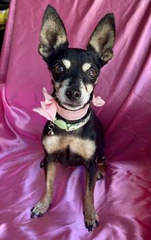 PIXIE -  Chihuahua Dog for Adoption in Rowland Heights, California - PIXIE | PetCurious