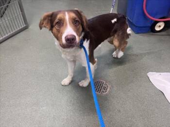 BEAR -  Mixed Breed Dog Available for Adoption in Santa Fe, New Mexico - BEAR | PetCurious