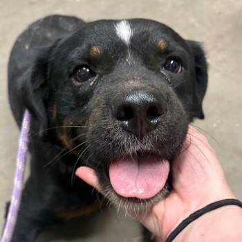 Dumpling -  Rottweiler and Mixed Breed Dog for Adoption in Yuma, Arizona - Dumpling | PetCurious