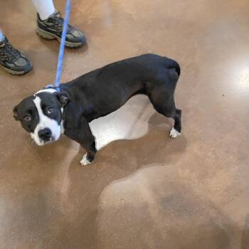 Hecate -  Pit Bull Terrier Dog for Adoption in Lynchburg, Virginia - Hecate | PetCurious