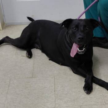Lilliana 7006 -  Mixed Breed Dog for Adoption in Loxahatchee Groves, Florida - Lilliana 7006 | PetCurious