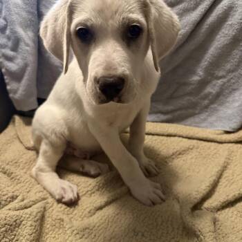 Rescue Great Pyrenees and Anatolian Shepherd Dogs for Adoption in Elkhorn, Wisconsin - Great Pyrenees/Anatolian Shepherd Puppies | PetCurious