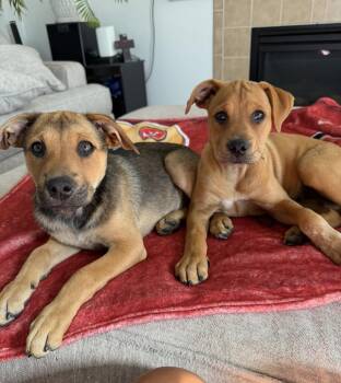 Cher & Lizzo -  Shepherd Dog for Adoption in Thornton, Colorado - Cher & Lizzo | PetCurious