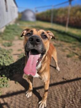Rescue Mastiff and German Shepherd Dog Dogs for Adoption in Kitchener, Ontario - Franklin | PetCurious